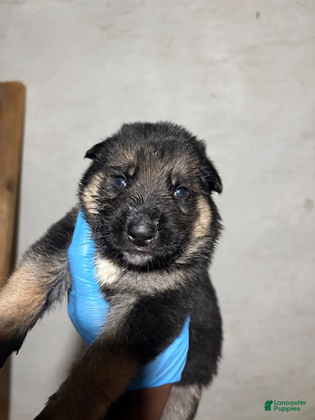 German Shepherd dogs for sale: German Shepherd 2 - Ad 1