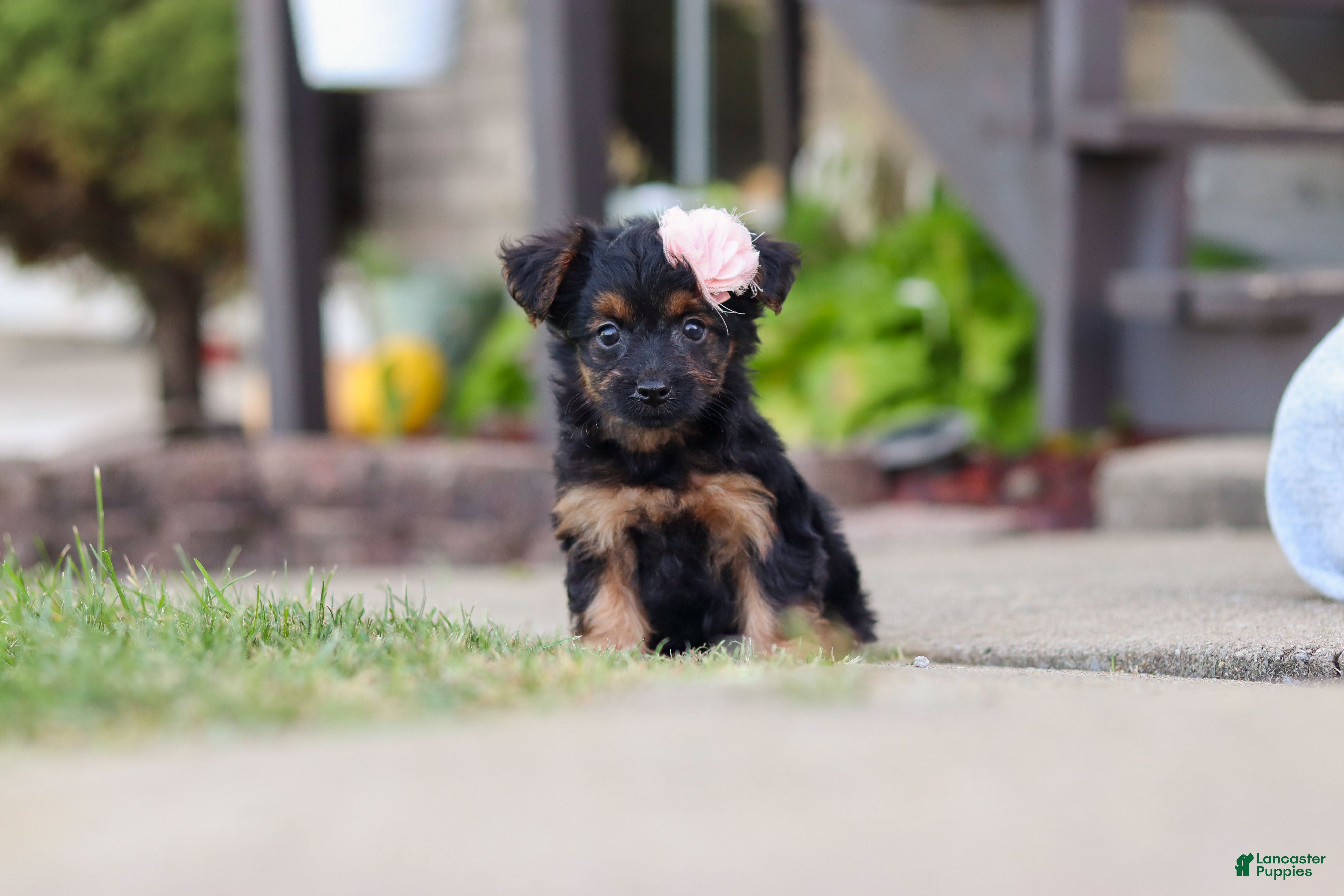 Yorkiepoo dogs Paisley - Ad 1