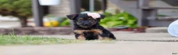 Yorkiepoo dogs for sale: Paisley - Ad 1