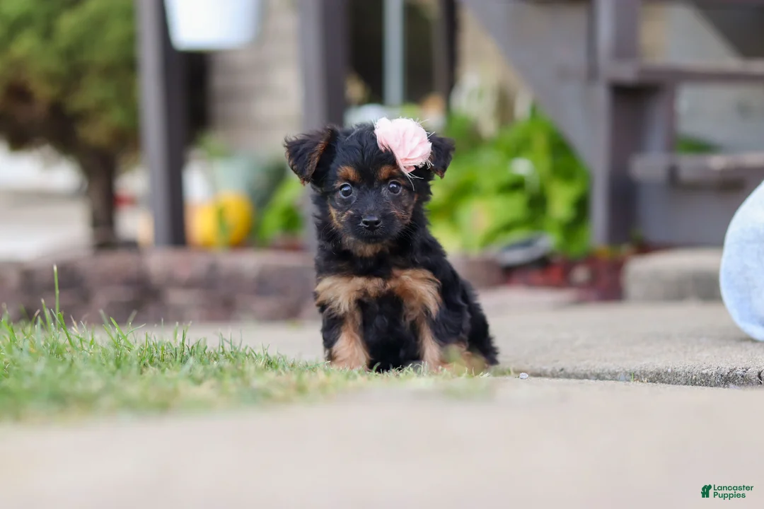 Yorkiepoo dogs for sale: Paisley - Ad 1