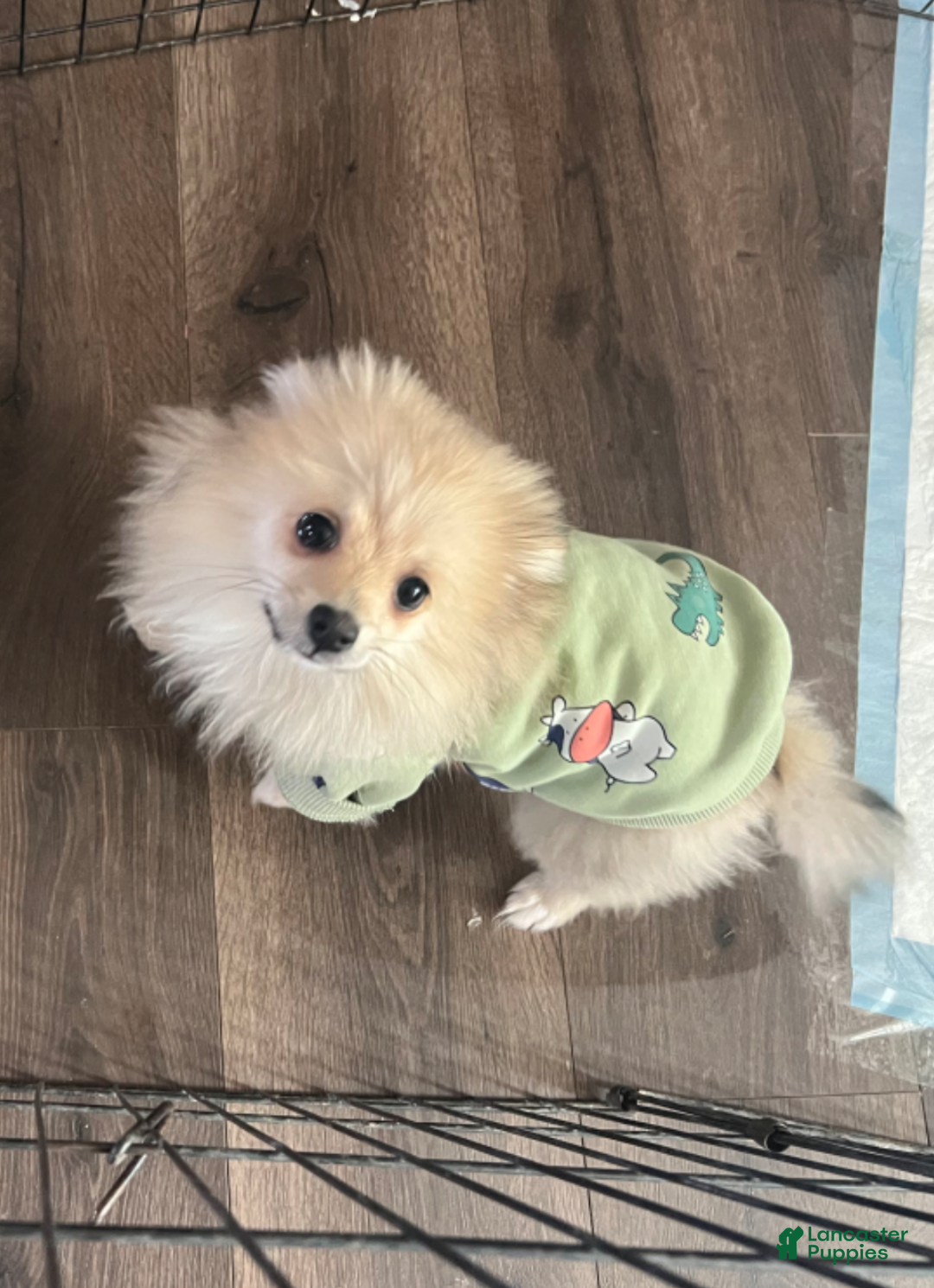 Mixed Breed dogs for sale: jESSICA YORKIE-POM - Ad 6