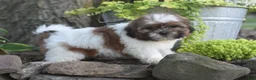 Shih Tzu dogs for sale: Bella - Ad 2