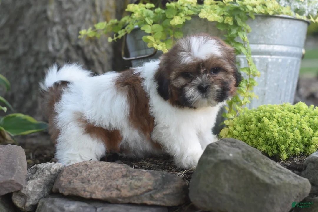 Shih Tzu dogs for sale: Bella - Ad 2
