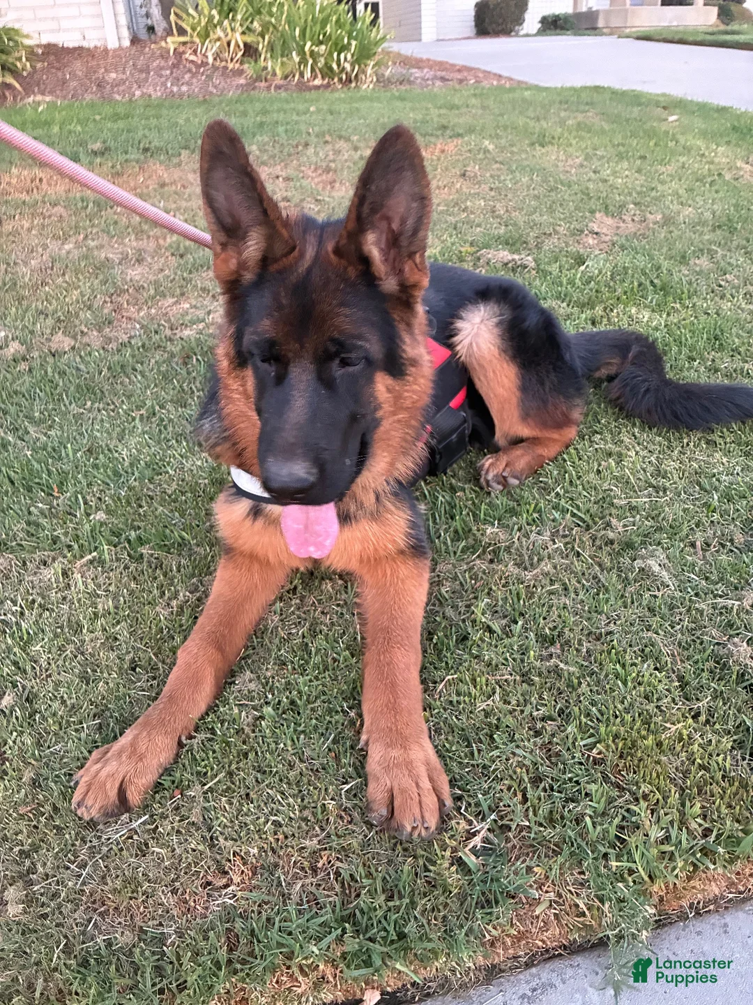 German Shepherd dogs for sale: German Shepherd 2 - Ad 2