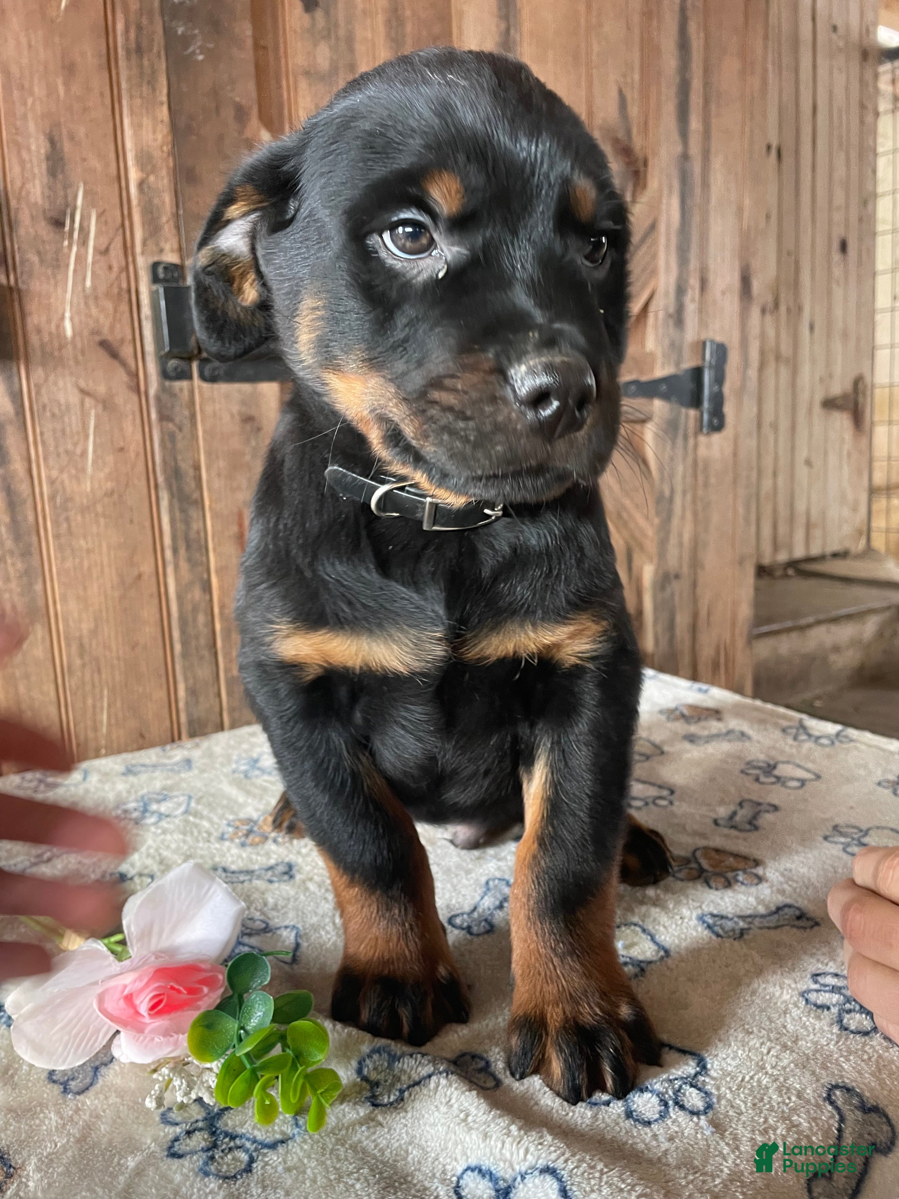 Rottweiler dogs Kaiser - Ad 42