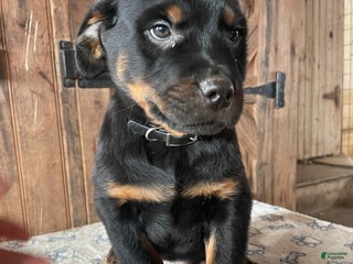 Rottweiler dogs Kaiser - Ad 42