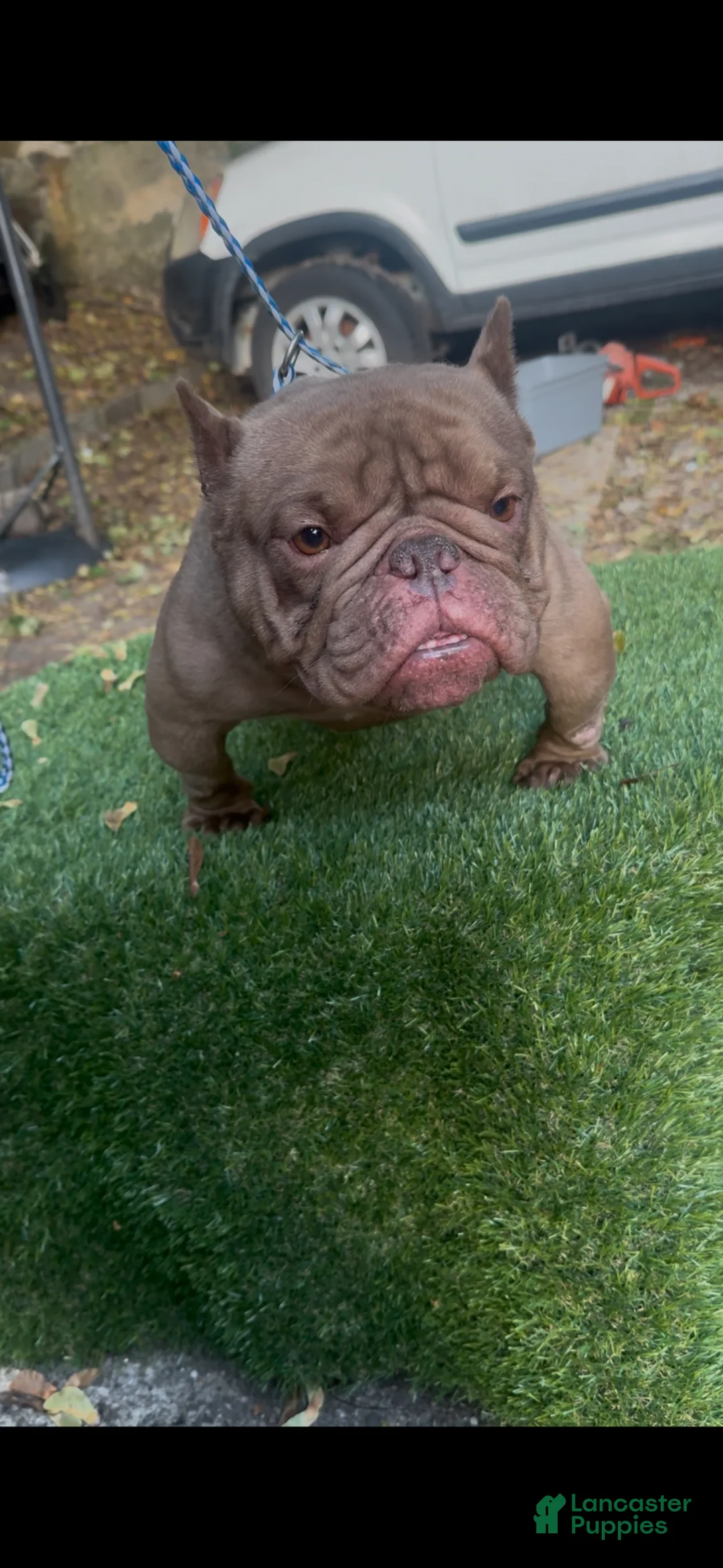 American Bully dogs for sale: American Bully Puppy 1 - Ad 2