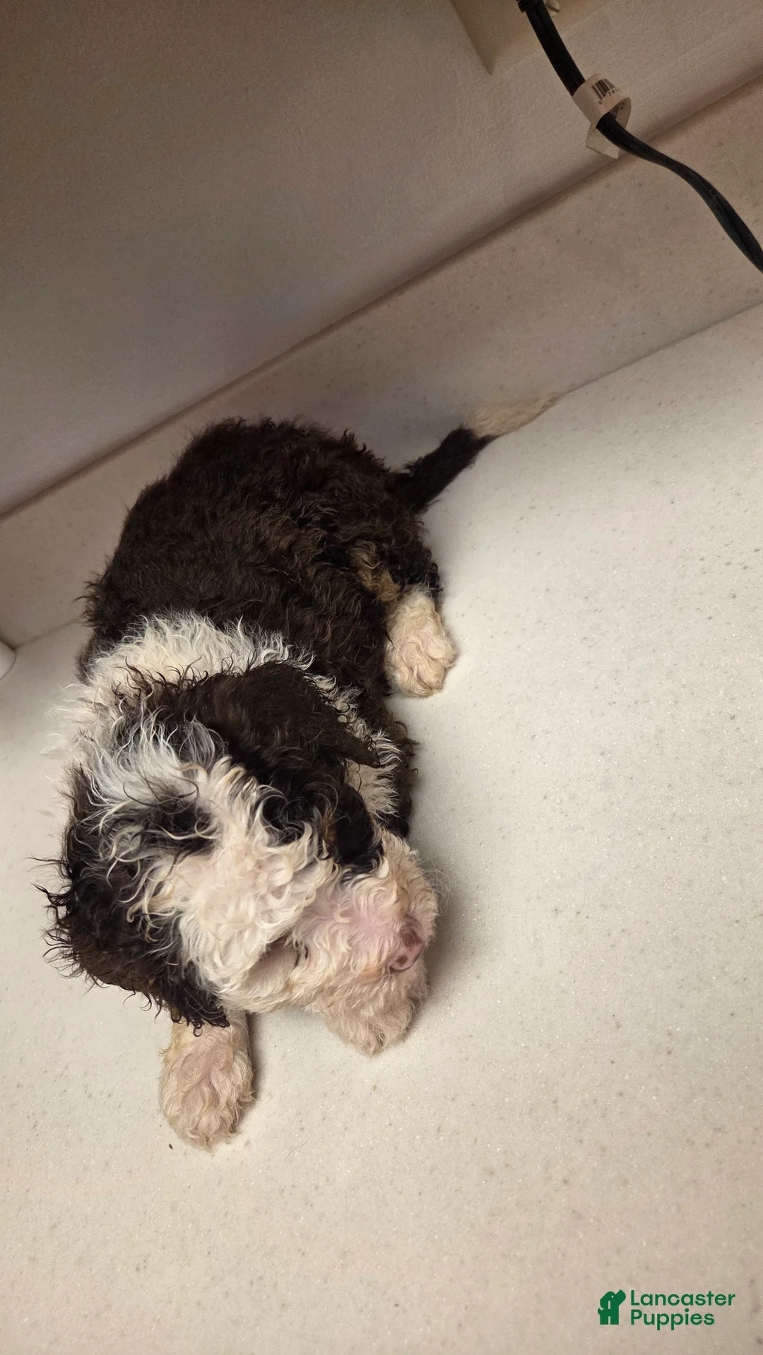 Bernedoodle dogs for sale: Bernedoodle Puppy 3 - Ad 4