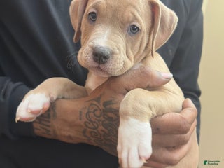 American Bully dogs Chosen (Orange) ABKC Fawn - Ad 27