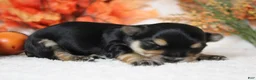 Morkie dogs for sale: Hansel  - Ad 7