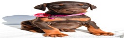 Doberman Pinscher dogs for sale: Lacey - Ad 7