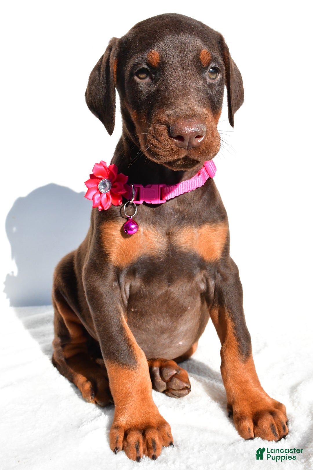 Doberman Pinscher dogs for sale: Lacey - Ad 7