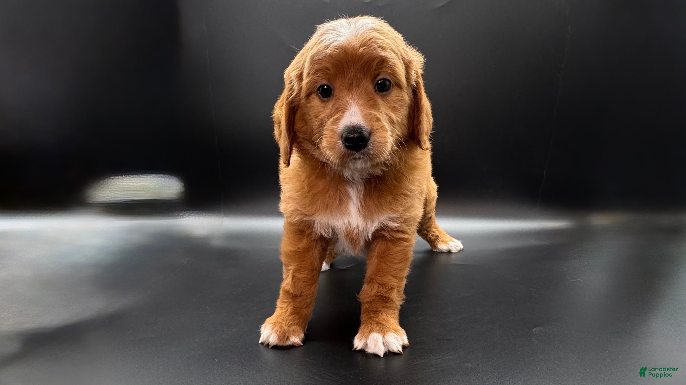 Mini Goldendoodle dogs Cassie Mini Goldendoodle - Ad 20