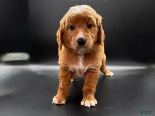 Mini Goldendoodle dogs Cassie Mini Goldendoodle - Ad 26