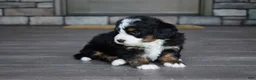 Mini Bernedoodle dogs for sale: Jodie - Ad 17
