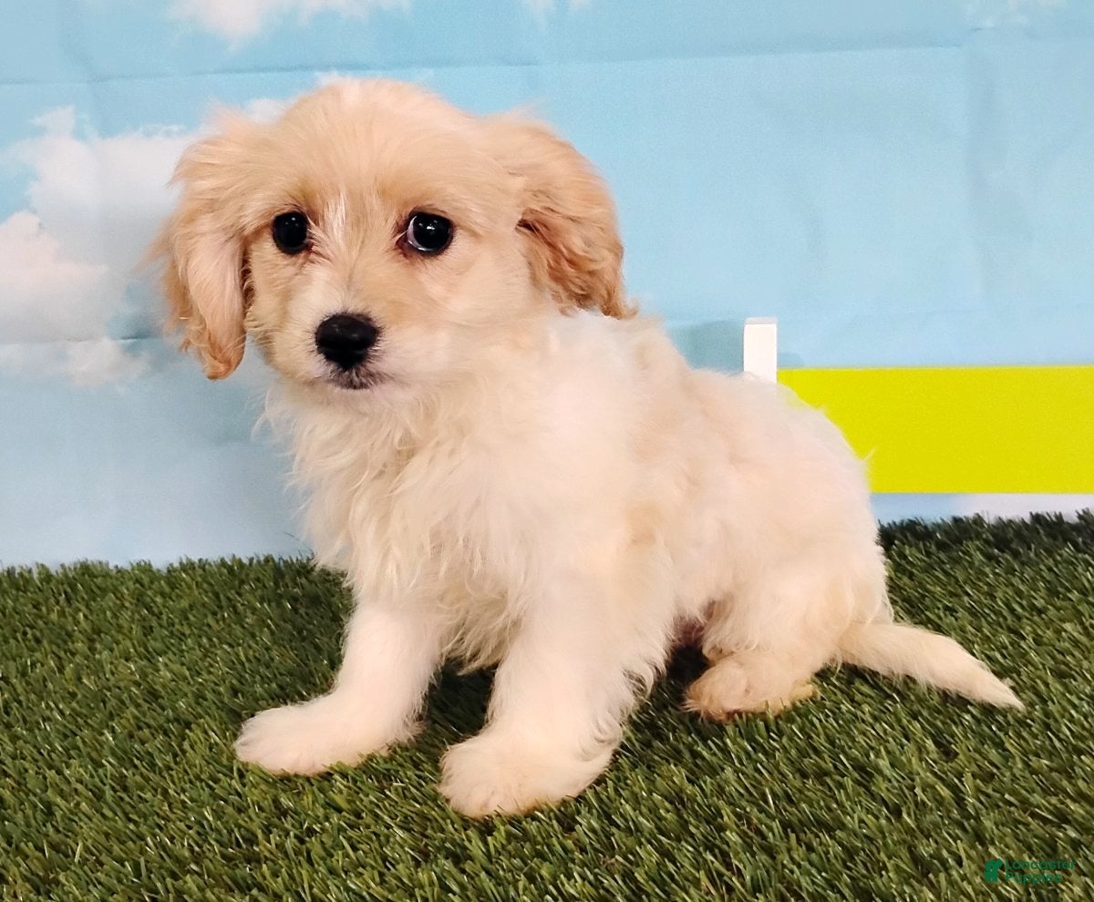 Cavachon dogs Teddy - Ad 1