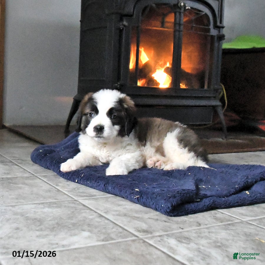 Saint Bernard dogs Crystal - Ad 2