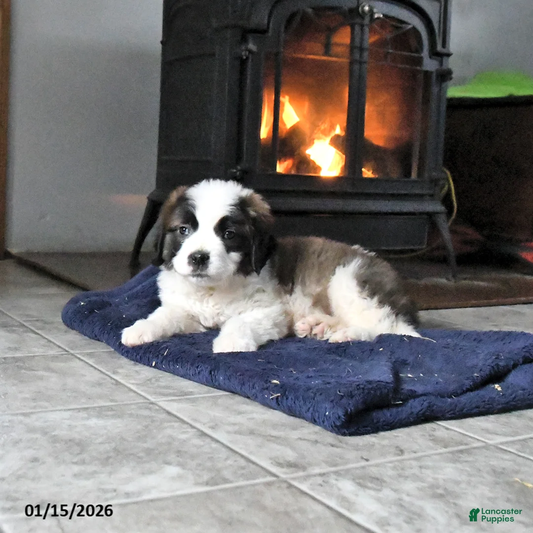 Saint Bernard dogs for sale: Crystal - Ad 2