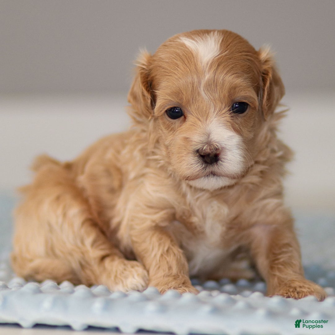 Maltipoo dogs for sale: Sparky - Ad 6