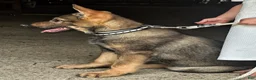 German Shepherd dogs for sale: Bridget AKC - Ad 4