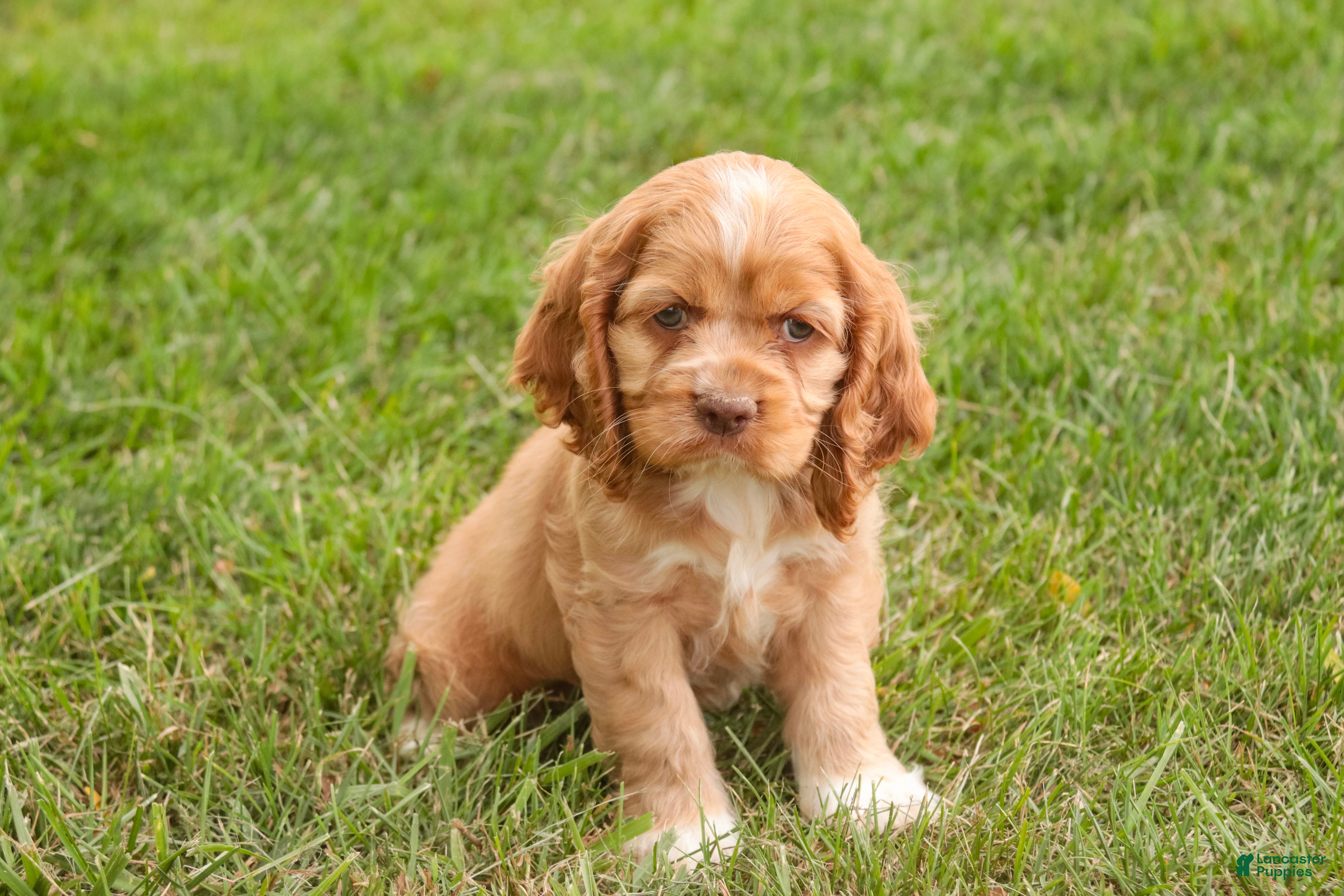 Cocker Spaniel dogs Alexa Cocker Spaniel  - Ad 2