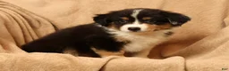 Miniature Australian Shepherd dogs for sale: Jade - Ad 8