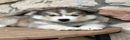 Pomsky dogs for sale: Teddy - Ad 7
