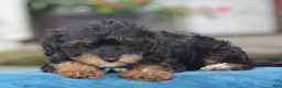 Yorkiepoo dogs for sale: Adora - Ad 7