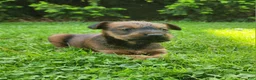 Irish Terrier dogs for sale: Clover - Ad 2
