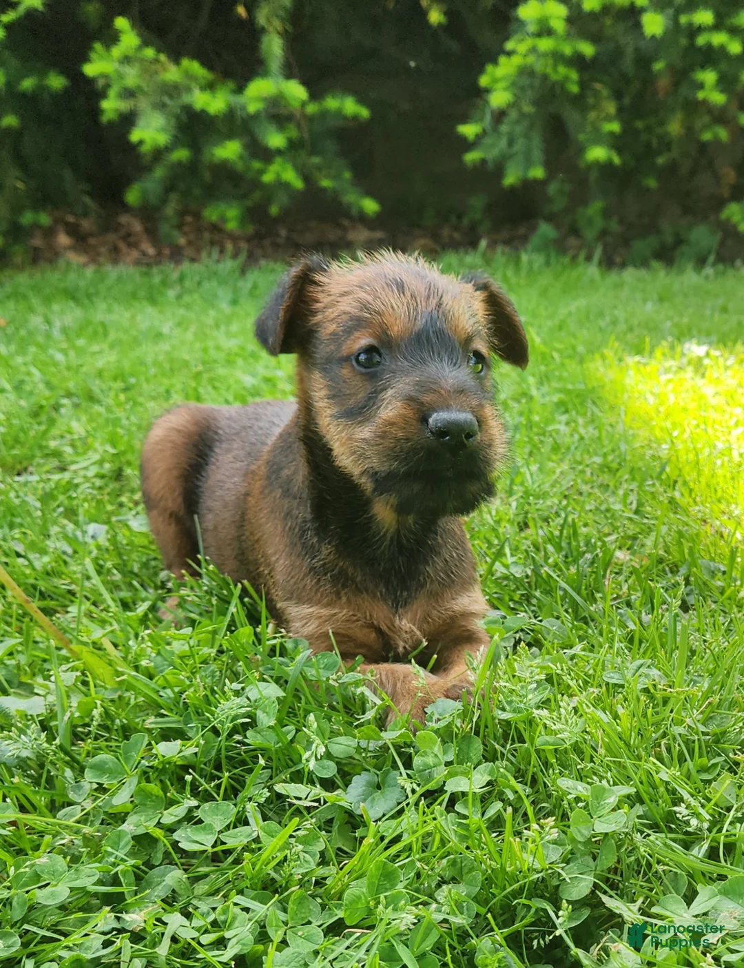 Irish Terrier dogs for sale: Clover - Ad 2
