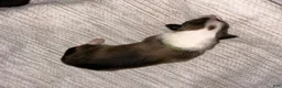 Collie dogs for sale: Ace - Ad 3