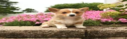 Welsh Corgi Pembroke dogs for sale: Ivy - Ad 2