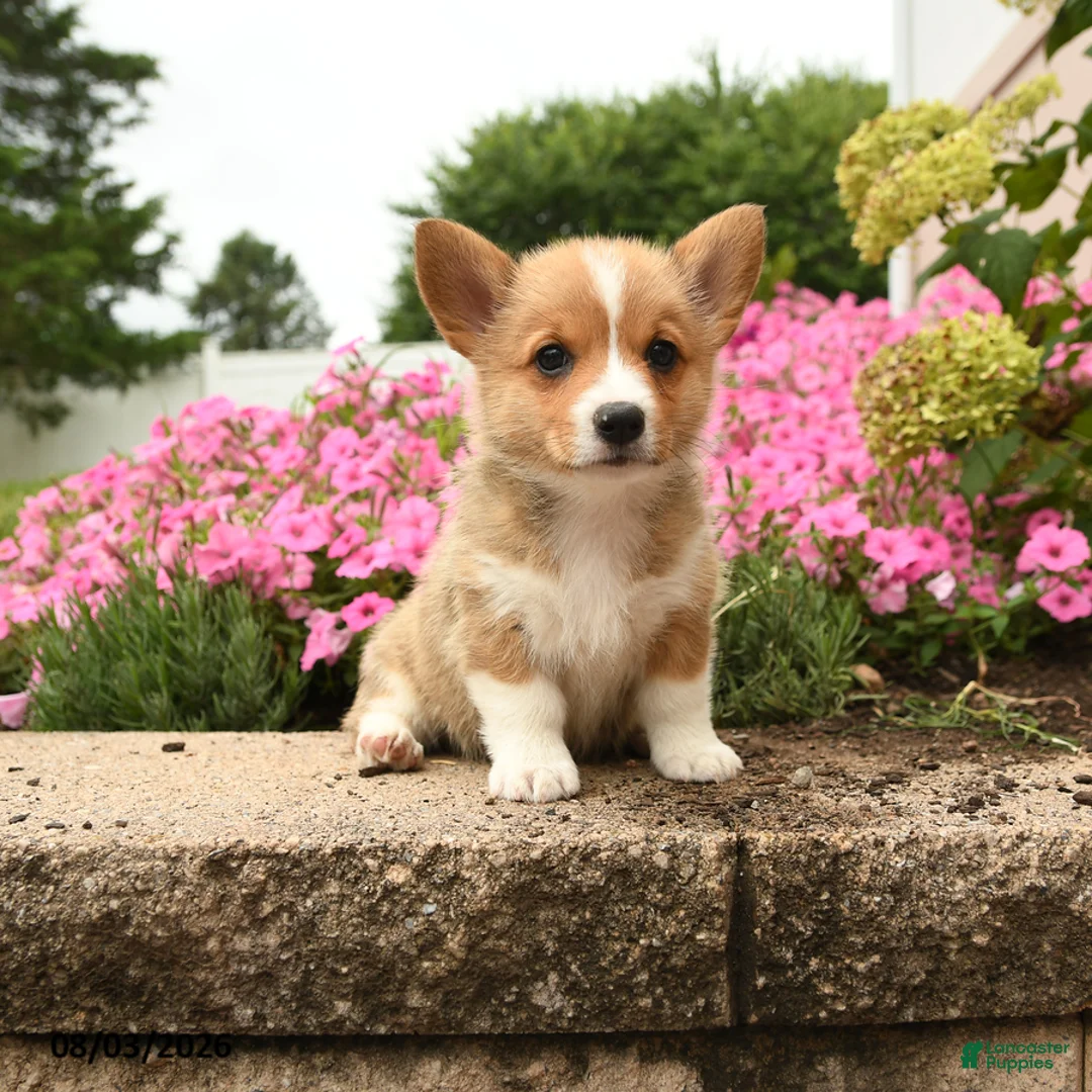 Welsh Corgi Pembroke dogs for sale: Ivy - Ad 2