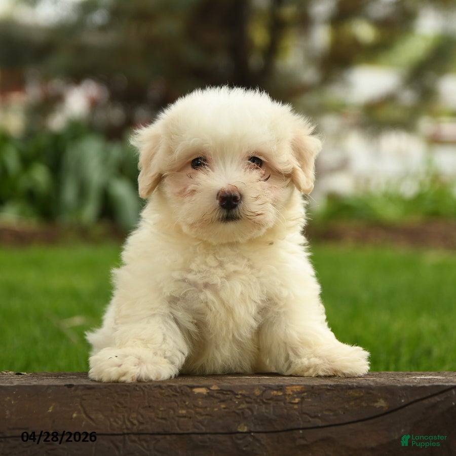 Maltipoo dogs Nia  - Ad 1
