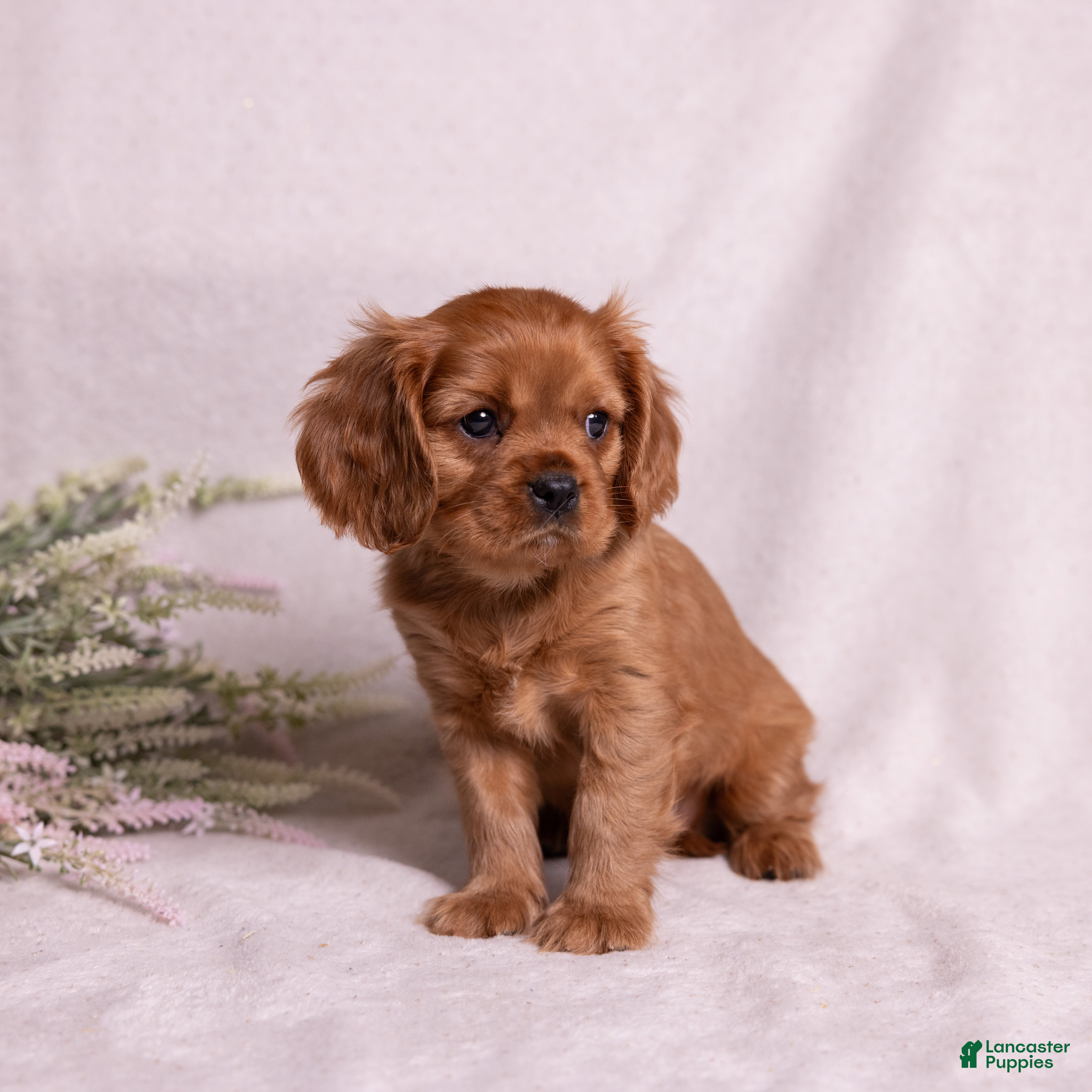 Cavalier King Charles Spaniel dogs Galileo - Ad 2