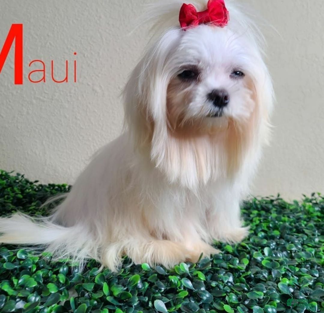 Maltese dogs Maui Stud  - Ad 2