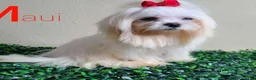Maltese dogs for stud: Maui Stud  - Ad 2
