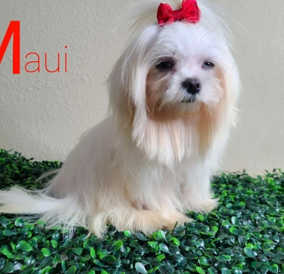 Maltese dogs for stud: Maui Stud  - Ad 2