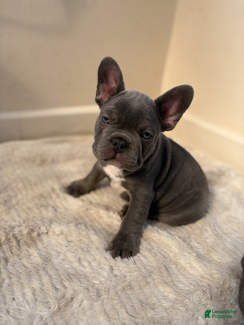 French Bulldog dogs French Bulldog Puppy 4 - Ad 21