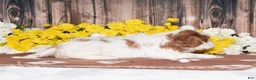 Cavalier King Charles Spaniel dogs for sale: Gia - Ad 3