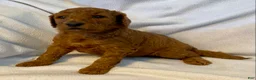Standard Poodle dogs for sale: Standard Poodle 1 - Ad 3