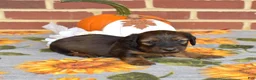 Miniature Dachshund dogs for sale: Cocoa - Ad 4