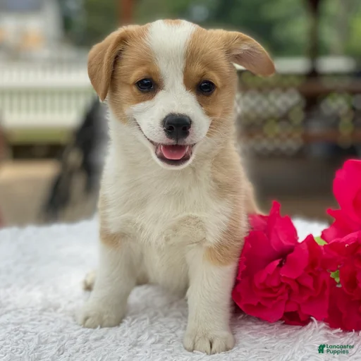 Gallery Image {{count}}