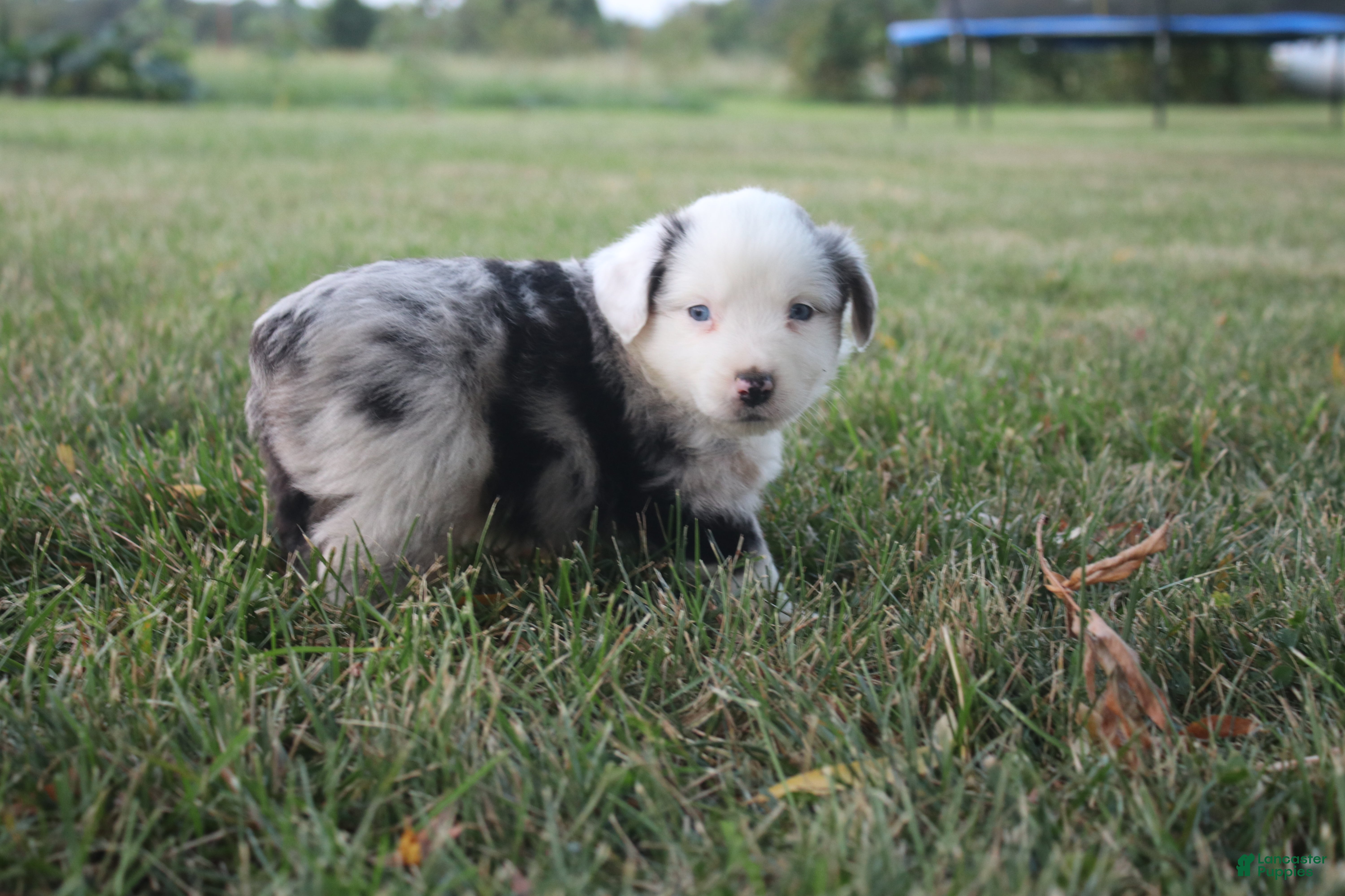 Miniature Australian Shepherd dogs George - Ad 9