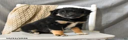 Miniature Australian Shepherd dogs for sale: Lady - Ad 1