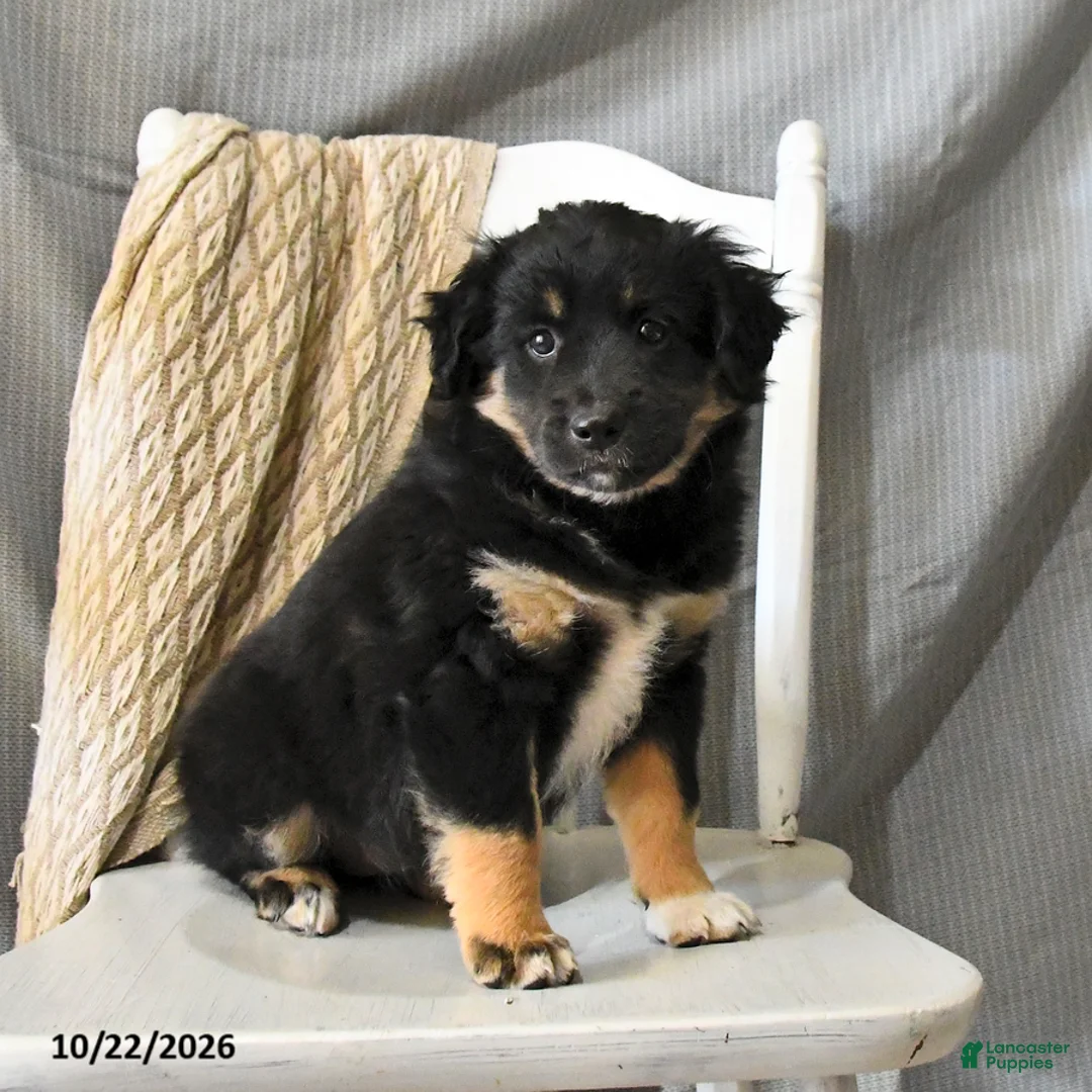Miniature Australian Shepherd dogs for sale: Lady - Ad 1