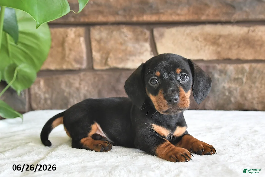 Miniature Dachshund dogs for sale: Pheonix - Ad 3