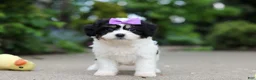 Cavachon dogs for sale: Darla - Ad 1