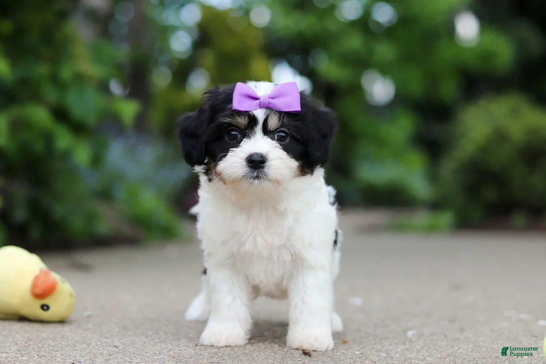 Cavachon dogs for sale: Darla - Ad 1