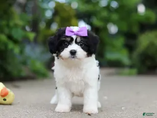 Cavachon dogs for sale: Darla - Ad 2